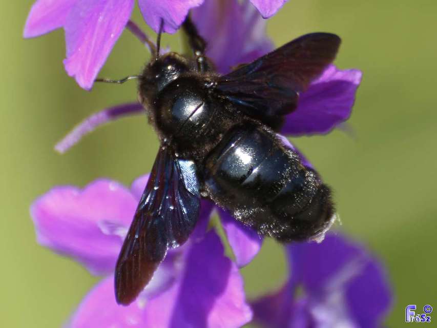 Xylocopa valga - gyakori fadongó