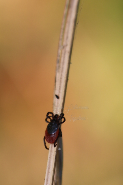 Ixodes