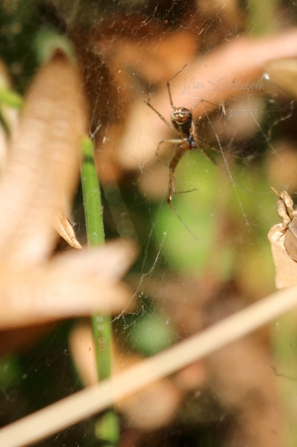 Linyphiidae - vitorláspókok