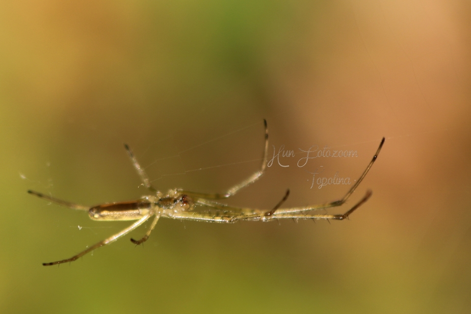 Tetragnatha