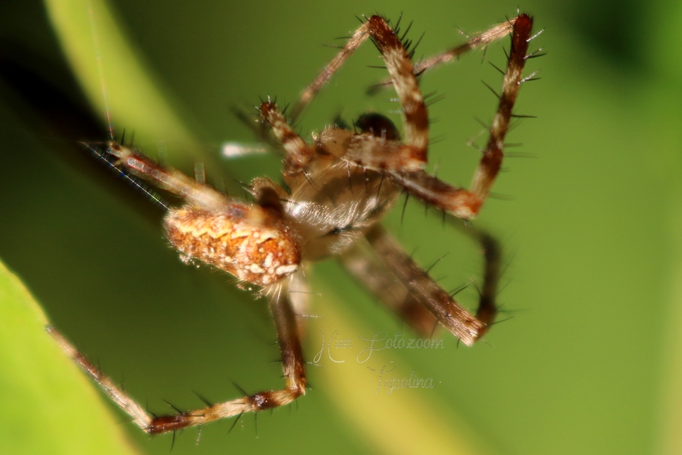 Araneus diadematus - koronás keresztespók Araneus diadematus - koronás keresztespók