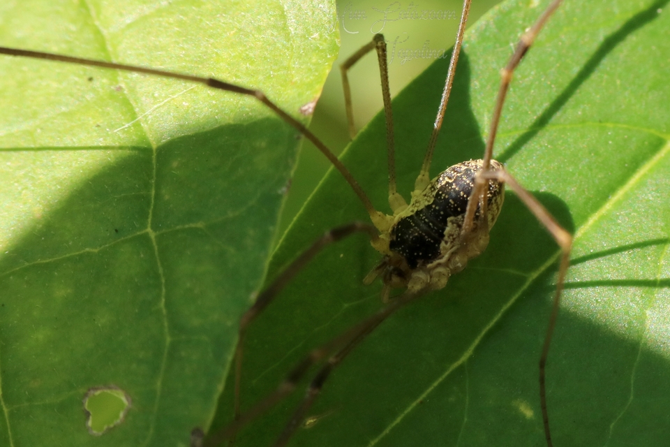 Mitopus morio