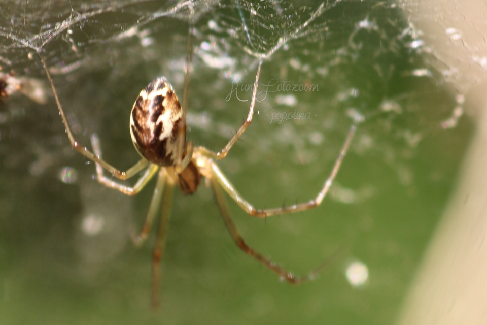Linyphia triangularis - háromszöges vitorláspók