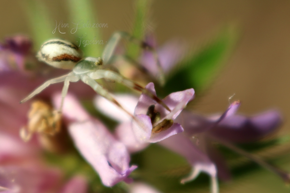 Misumena vatia - viráglakó karolópók