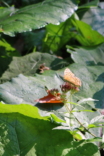 Argynnis paphia - nagy gyöngyházlepke