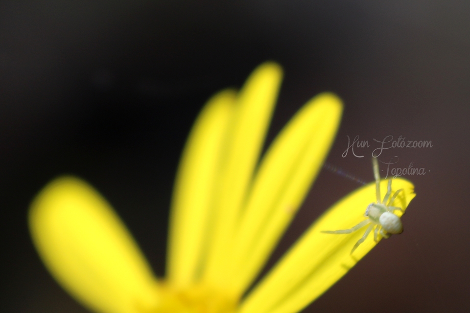Misumena vatia - viráglakó karolópók