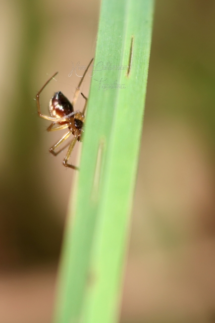 Linyphiidae - vitorláspókok