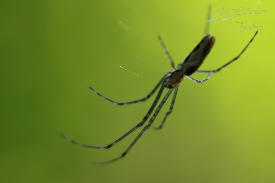 Tetragnatha