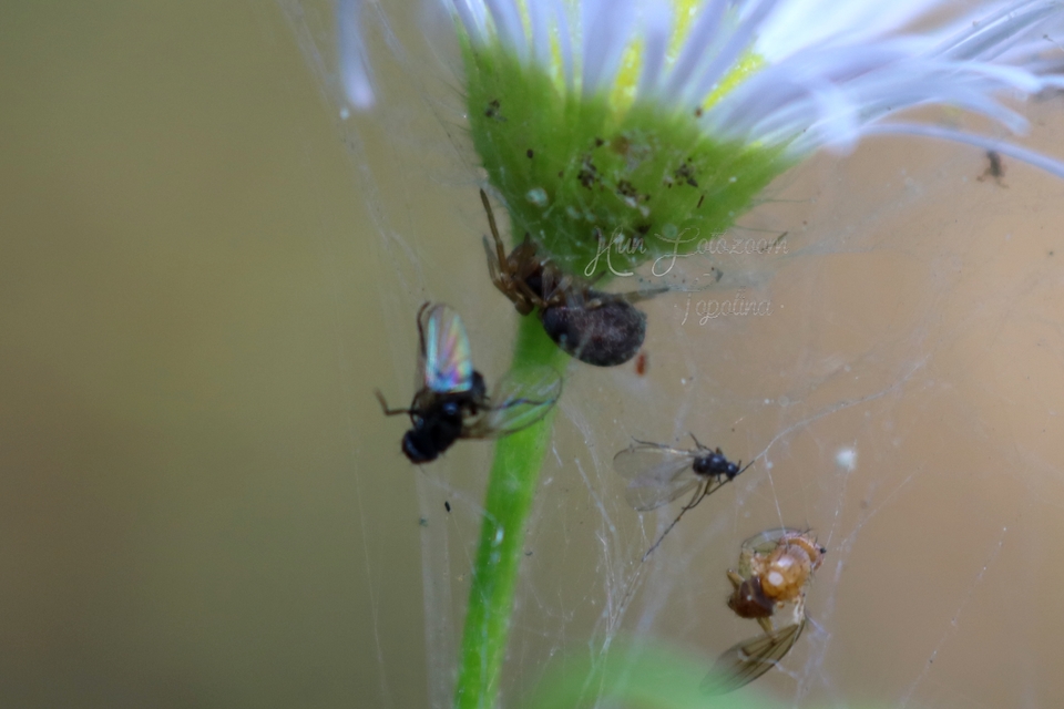 Dictynidae - hamvaspókok