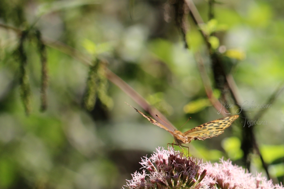 Argynnis paphia - nagy gyöngyházlepke
