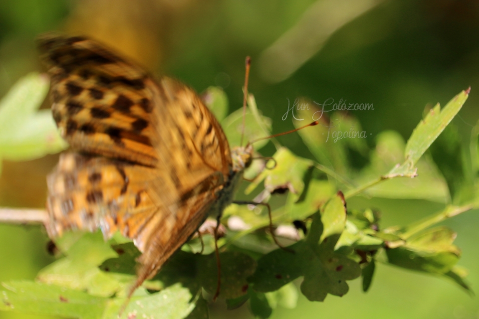 Argynnis paphia - nagy gyöngyházlepke