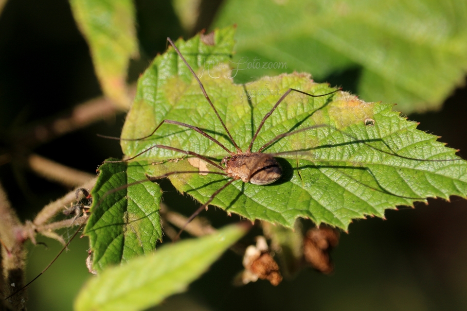 Mitopus morio