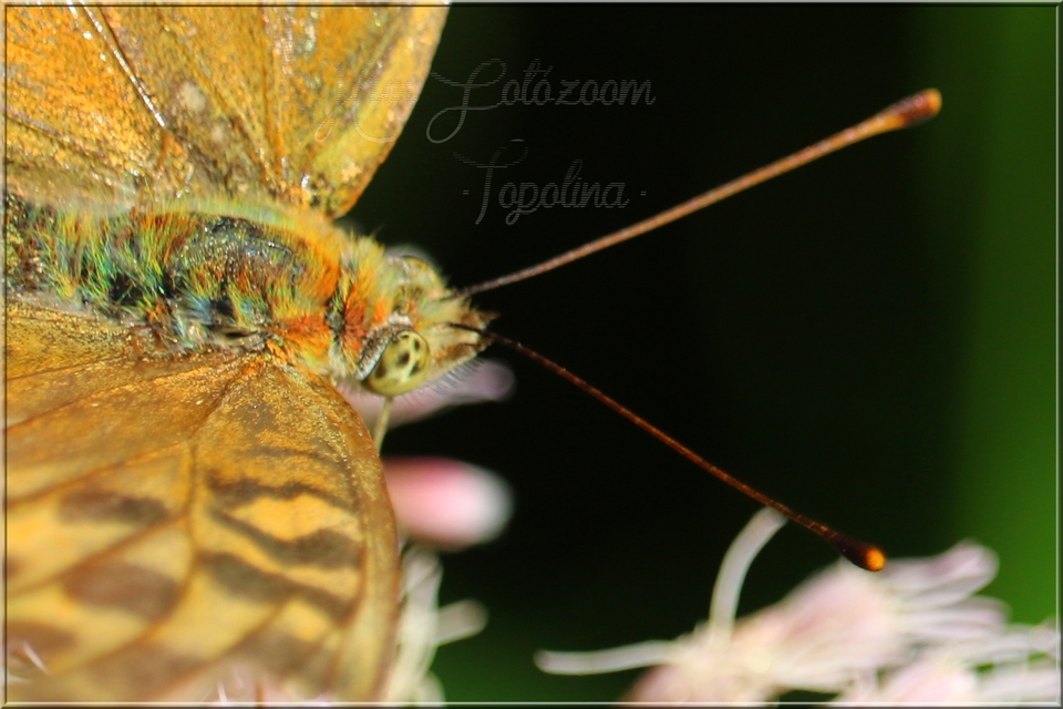 Argynnis paphia - nagy gyöngyházlepke