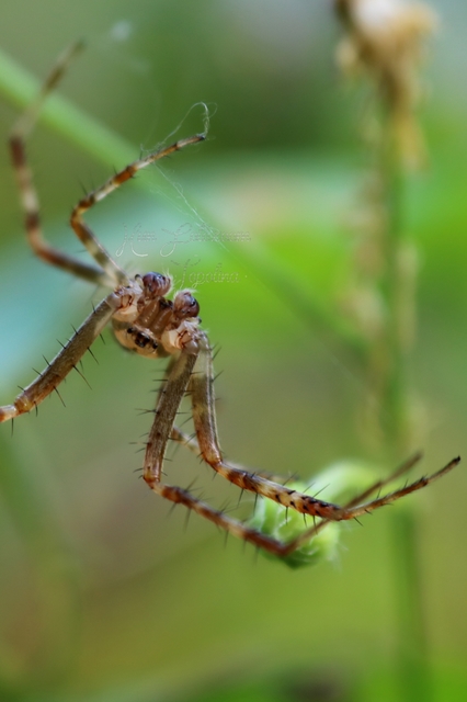 Araneus diadematus - koronás keresztespók Araneus diadematus - koronás keresztespók