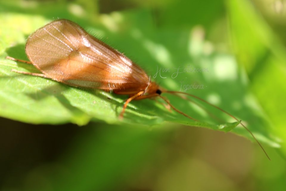 Trichoptera - Tegzesek