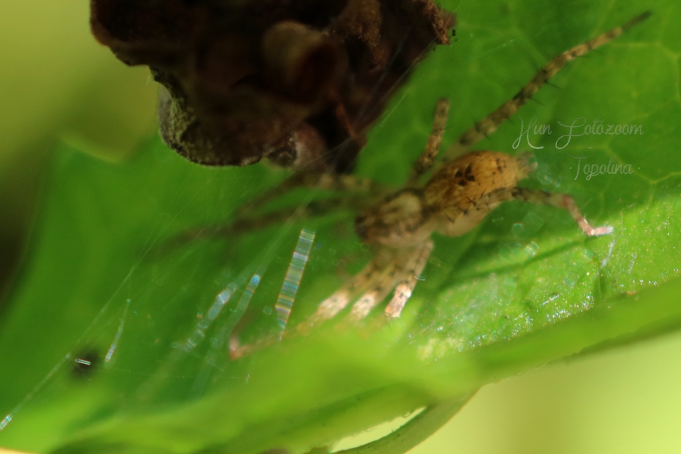 Anyphaena accentuata - jegyespók