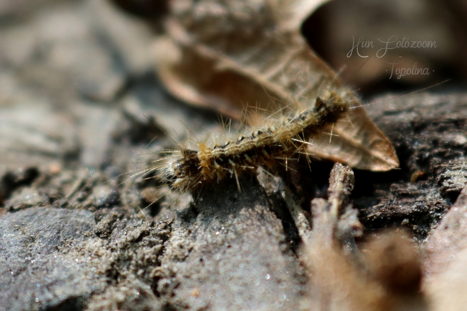 Arctornis l-nigrum - L-betűs gyapjaslepke