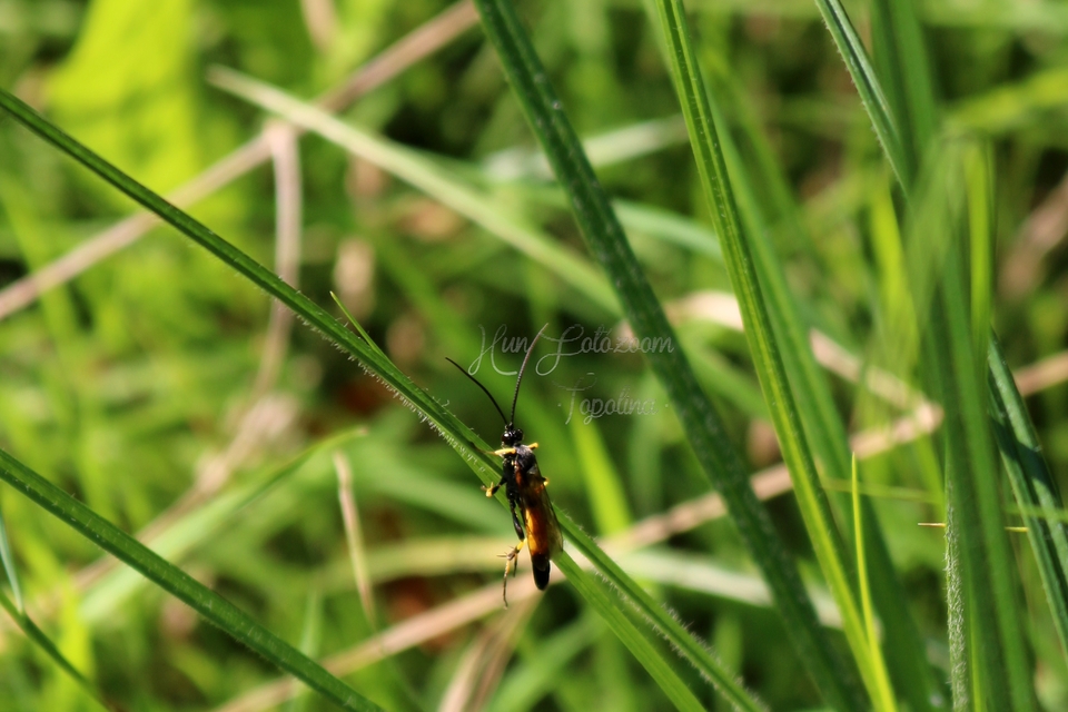 Ichneumoninae