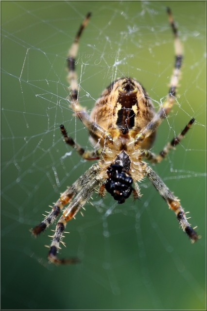 Araneus diadematus - koronás keresztespók Araneus diadematus - koronás keresztespók