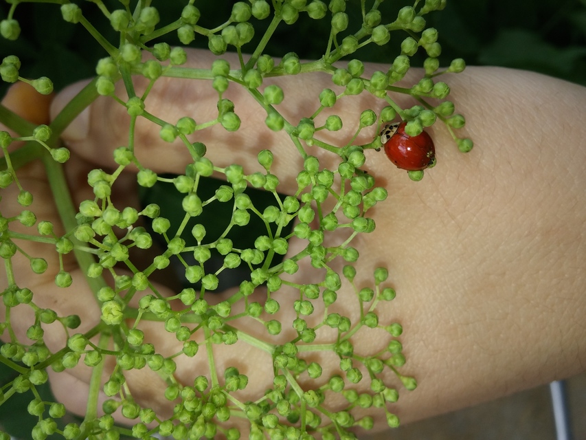 Harmonia axyridis - harlekinkatica