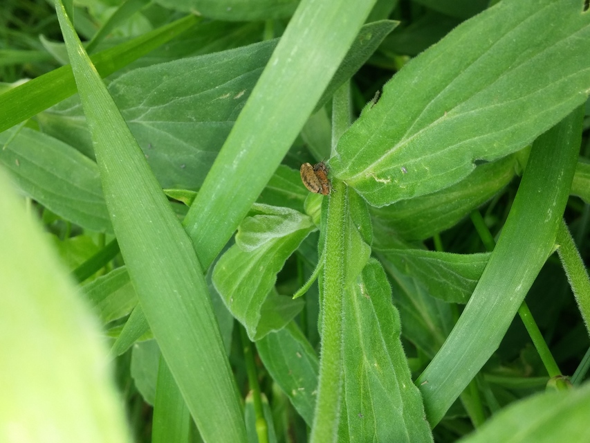 Lixus brevipes - vaskosorrú dudvabarkó