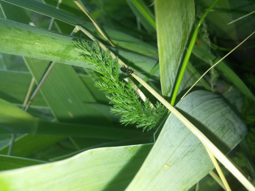 Melyridae - sziklaibogár-félék
