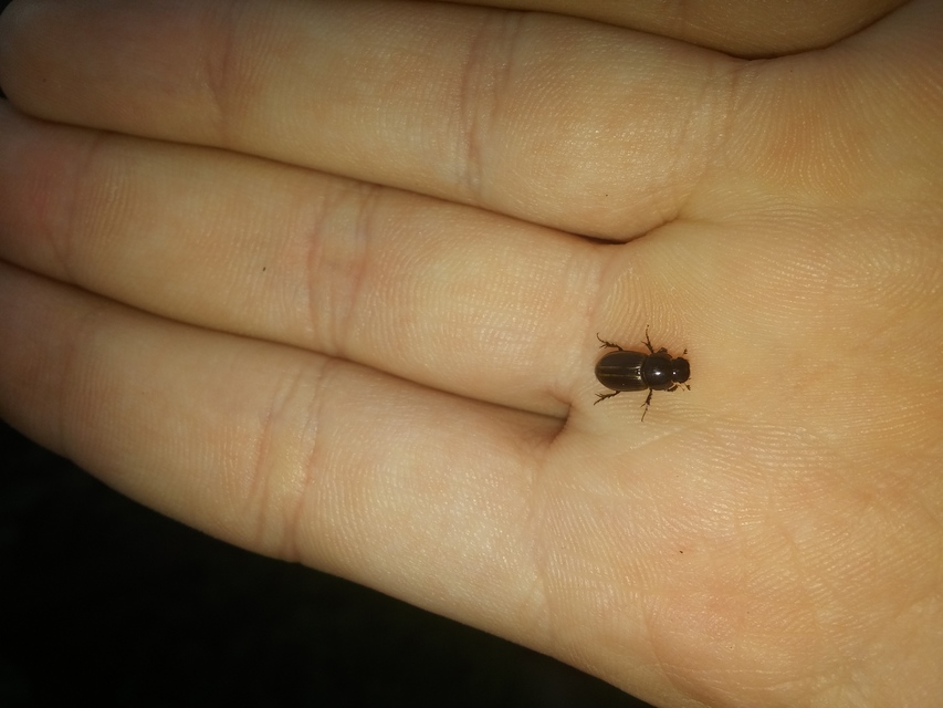 Aphodius circumcinctus - sziki trágyabogár