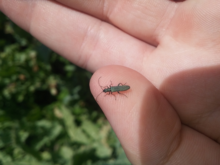 Oedemera