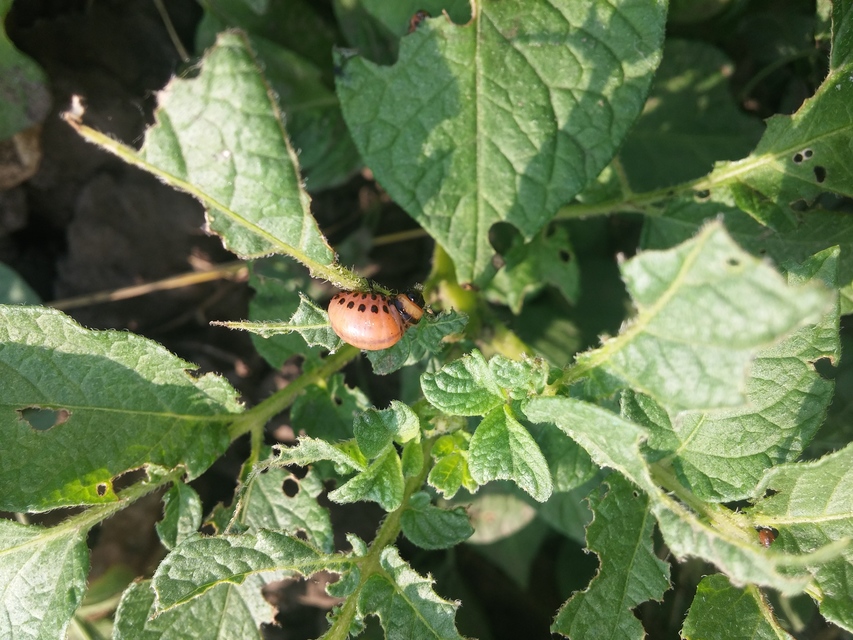 Leptinotarsa decemlineata - burgonyabogár