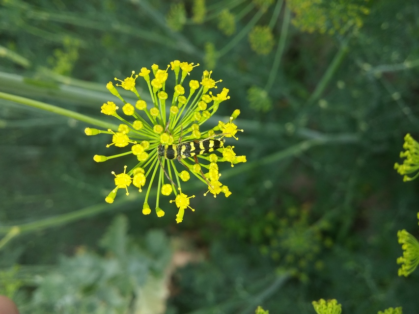 Echinocerus floralis - lucerna-darázscincér