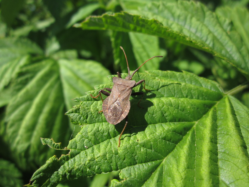 Coreus marginatus - közönséges karimáspoloska
