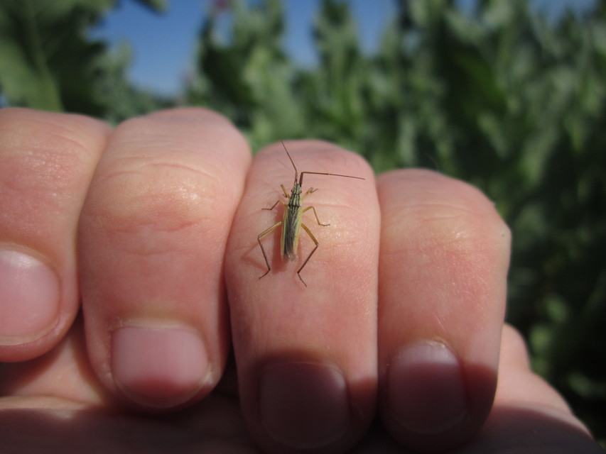 Notostira