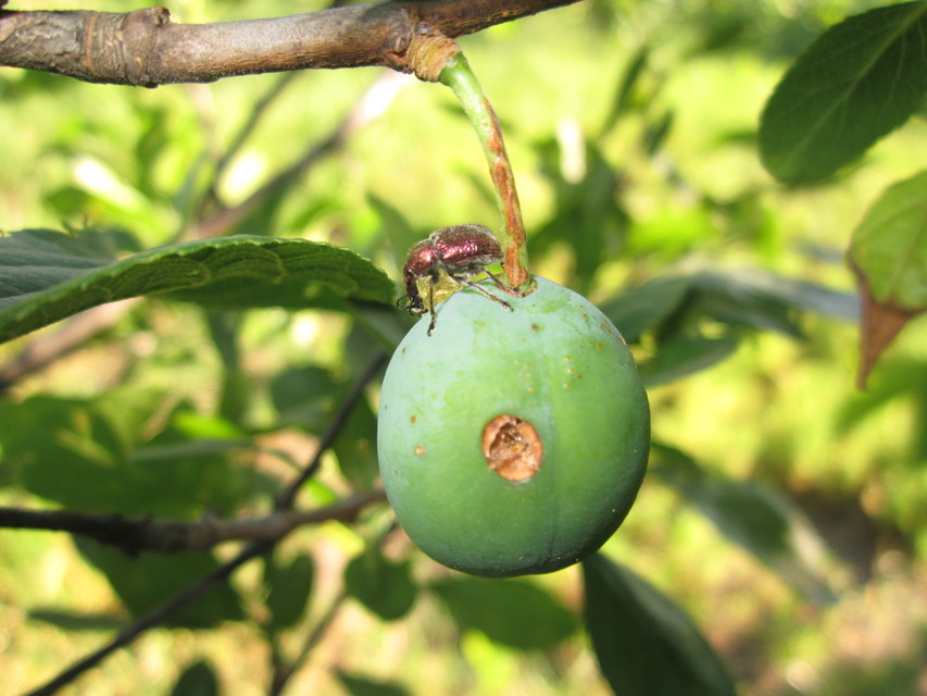 Rhynchites auratus - aranyos eszelény Rhynchites auratus - aranyos eszelény