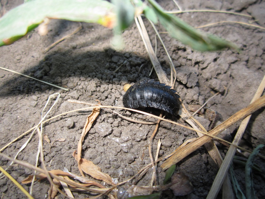 Silphidae - dögbogárfélék
