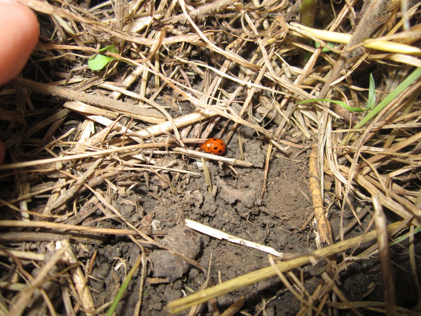 Gonioctena fornicata - közönséges lucernabogár