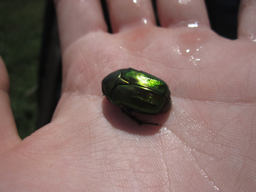 Cetonia aurata - aranyos virágbogár