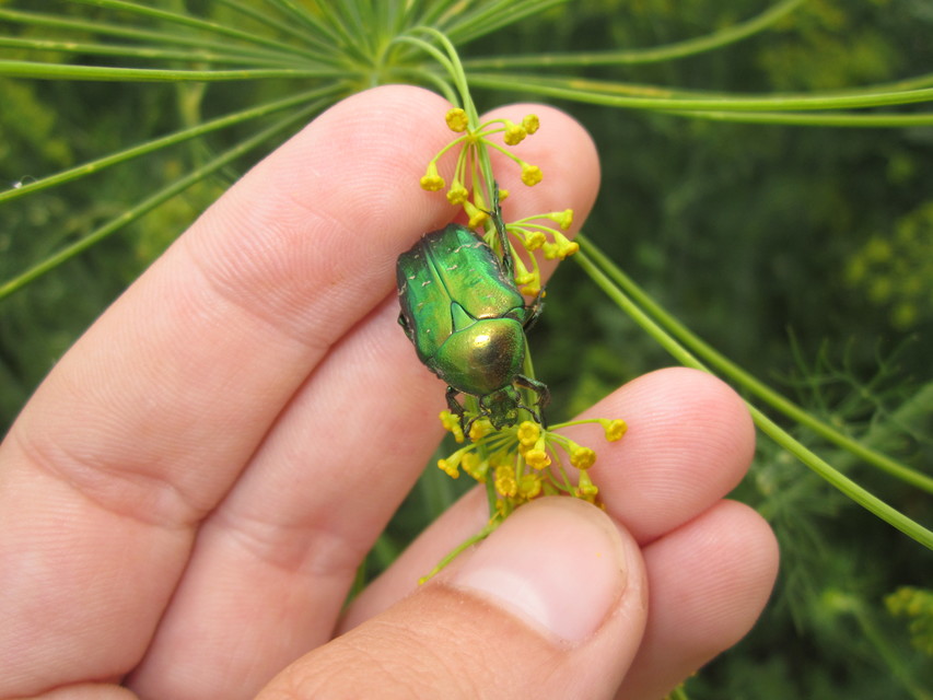 Cetonia aurata - aranyos virágbogár