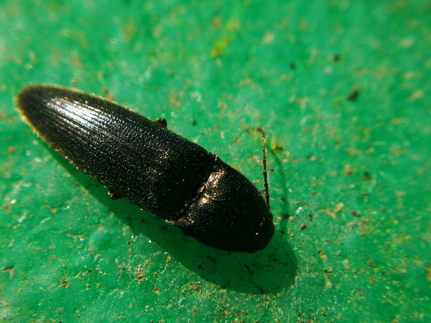 Melanotus