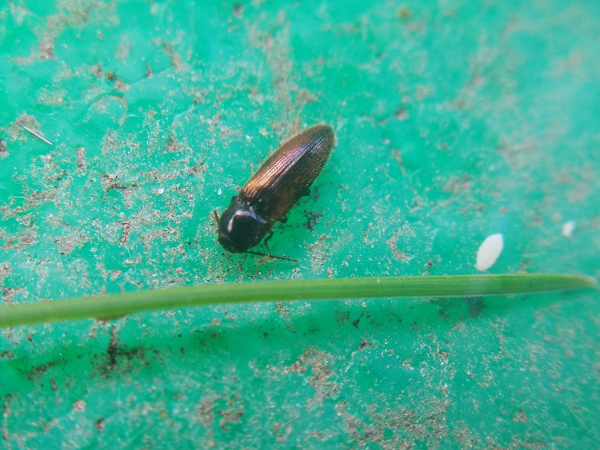Adrastus
