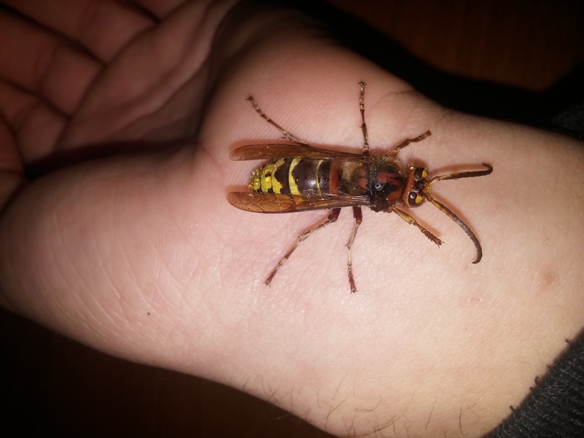 Vespa crabro - lódarázs