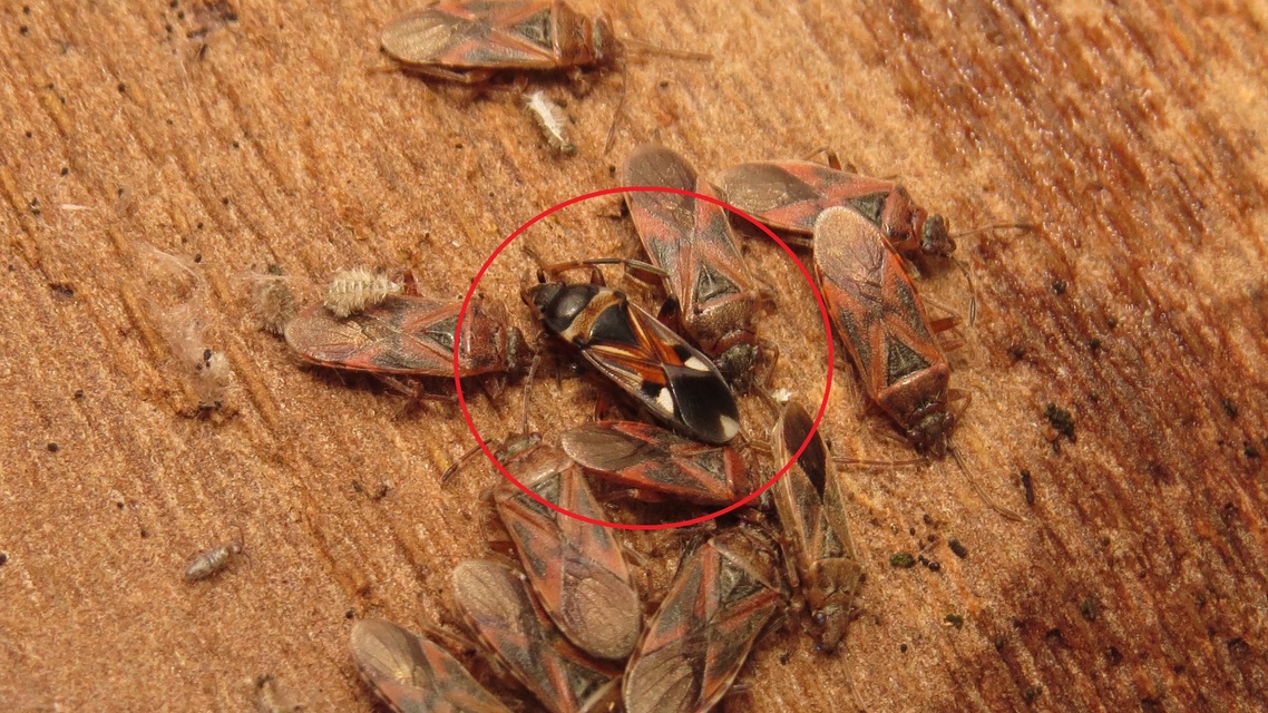 Raglius alboacuminatus - tarka díszesbodobács