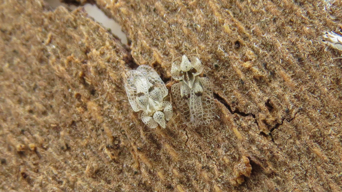 Corythucha ciliata - platán-csipkéspoloska