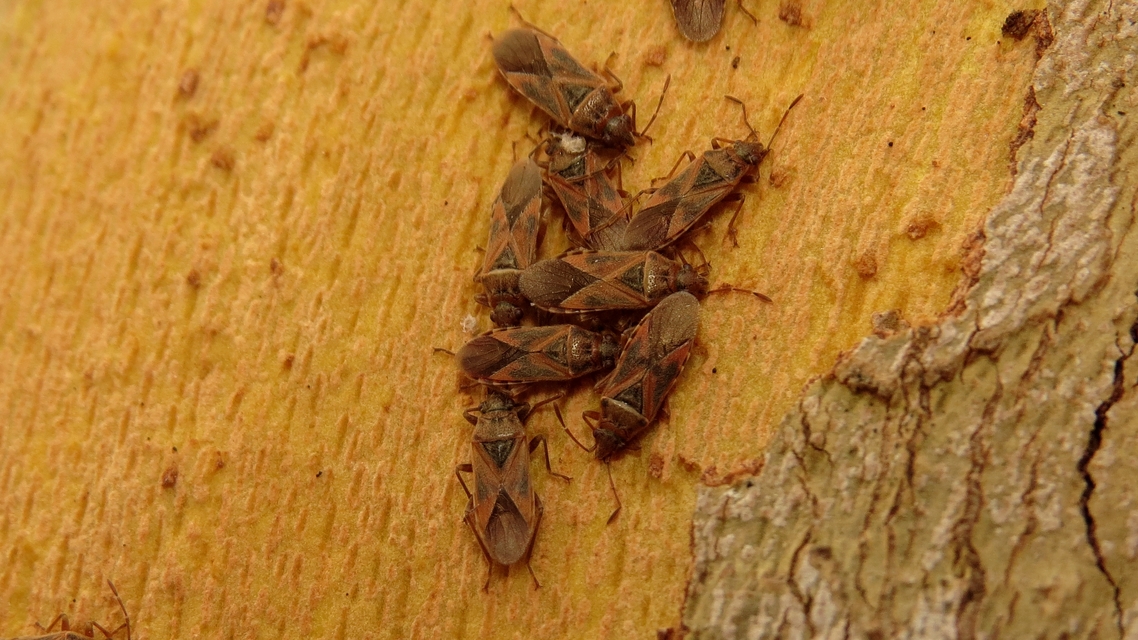 Arocatus longiceps - platánbodobács