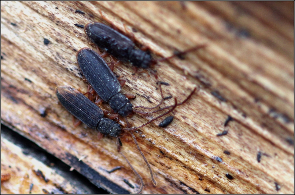Uleiota planatus - hosszúcsápú fogasnyakú-lapbogár