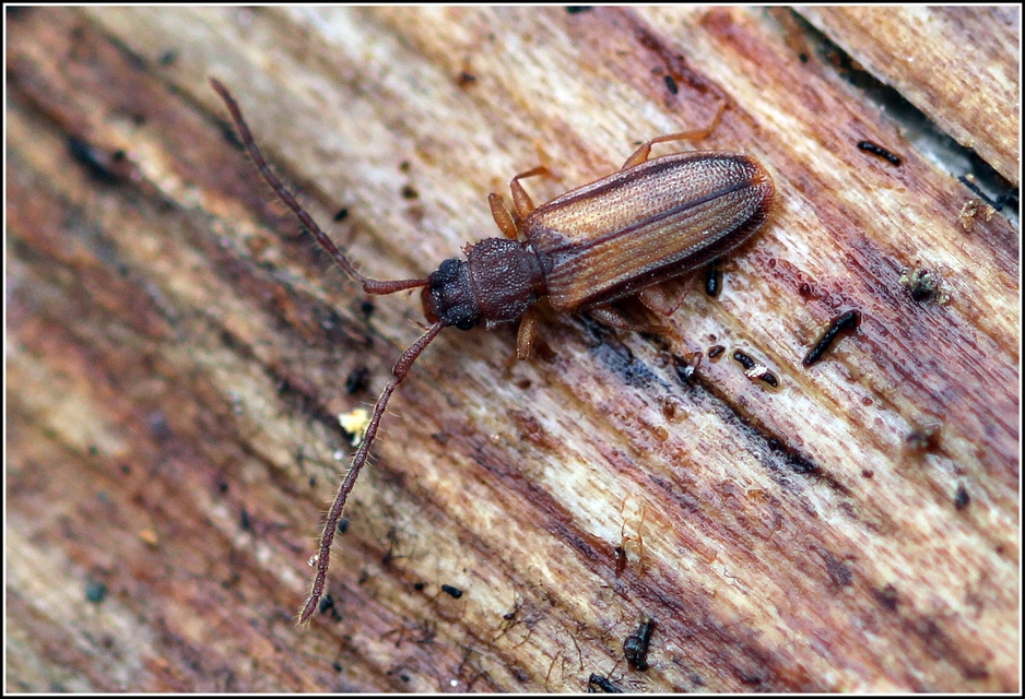 Uleiota planatus - hosszúcsápú fogasnyakú-lapbogár