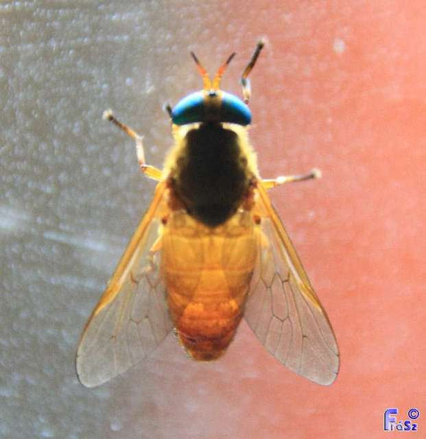 Silvius alpinus - alpesi bögöly