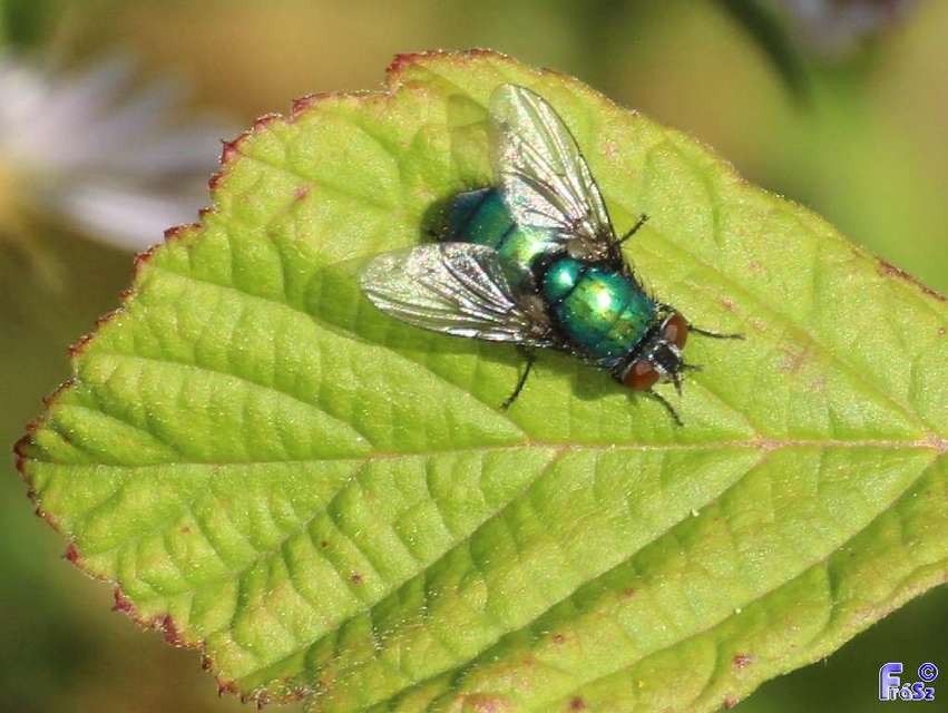 Lucilia