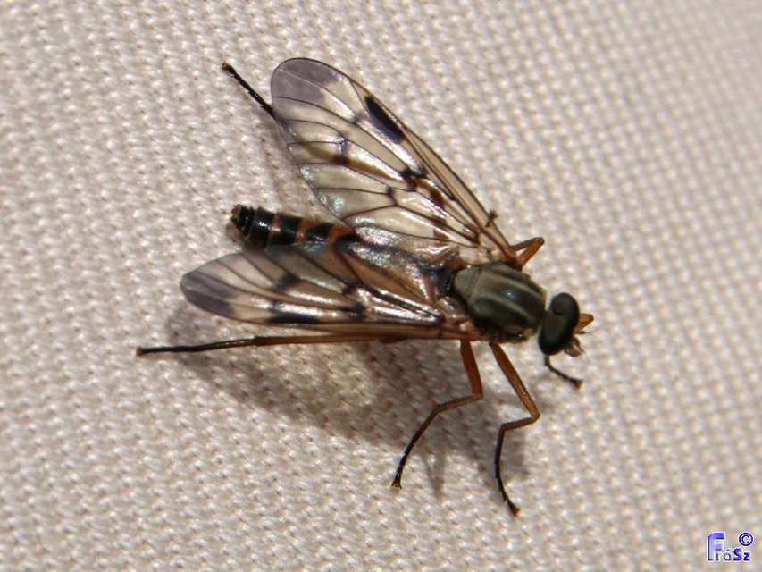 Rhagio scolopaceus - nagy kószalégy
