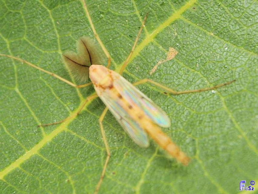 Chironomidae - árvaszúnyogok