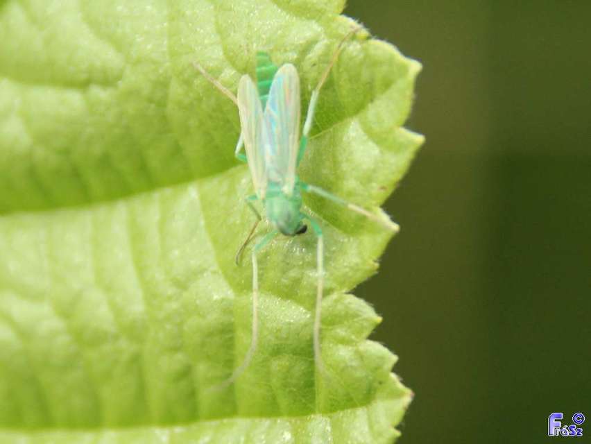 Chironomidae - árvaszúnyogok